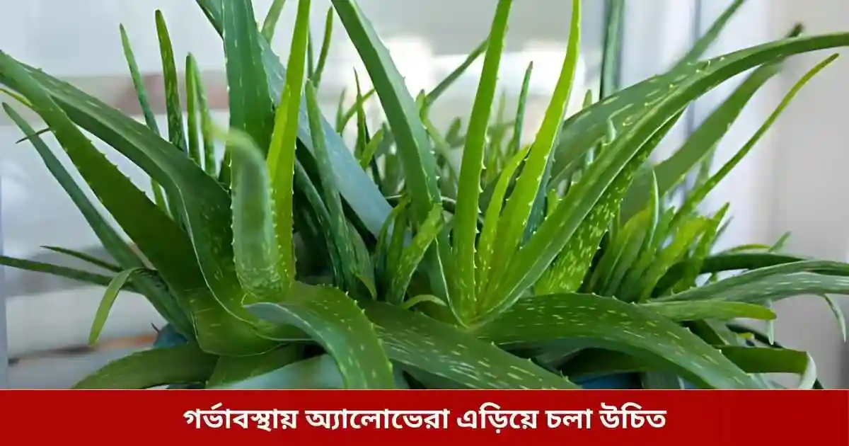 গর্ভাবস্থায় অ্যালোভেরা এড়িয়ে চলা উচিত